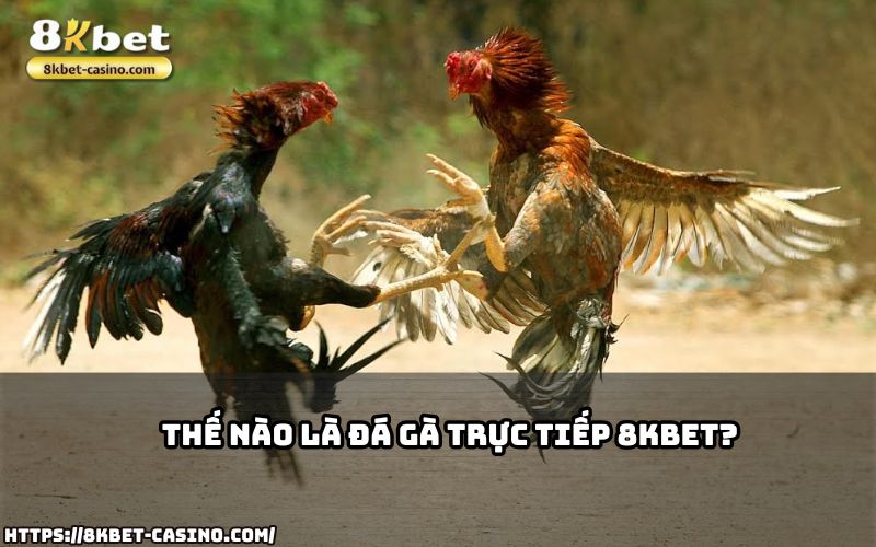 Đá gà trực tiếp 8KBET là gì? Tìm hiểu ngay để không bỏ lỡ thế giới giải trí đầy gay cấn Đá gà trực tiếp 8KBET là gì? Tìm hiểu ngay để không bỏ lỡ thế giới giải trí đầy gay cấn