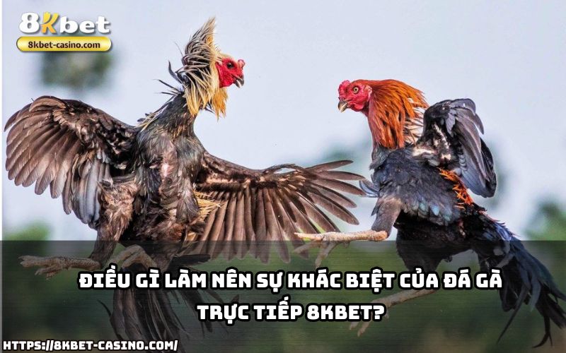 Đá gà trực tiếp 8KBET có gì đặc biệt? Trải nghiệm ngay sự khác biệt đẳng cấp chỉ có tại đây Đá gà trực tiếp 8KBET có gì đặc biệt? Trải nghiệm ngay sự khác biệt đẳng cấp chỉ có tại đây