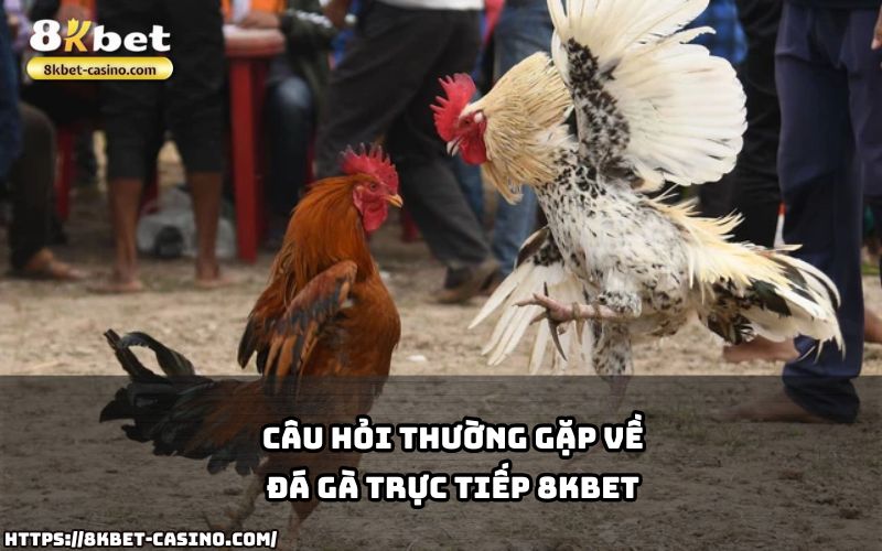 Giải đáp chi tiết các câu hỏi về đá gà trực tiếp 8KBET, giúp anh em chơi tự tin và hiệu quả hơn Giải đáp chi tiết các câu hỏi về đá gà trực tiếp 8KBET, giúp anh em chơi tự tin và hiệu quả hơn